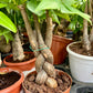 Money Tree