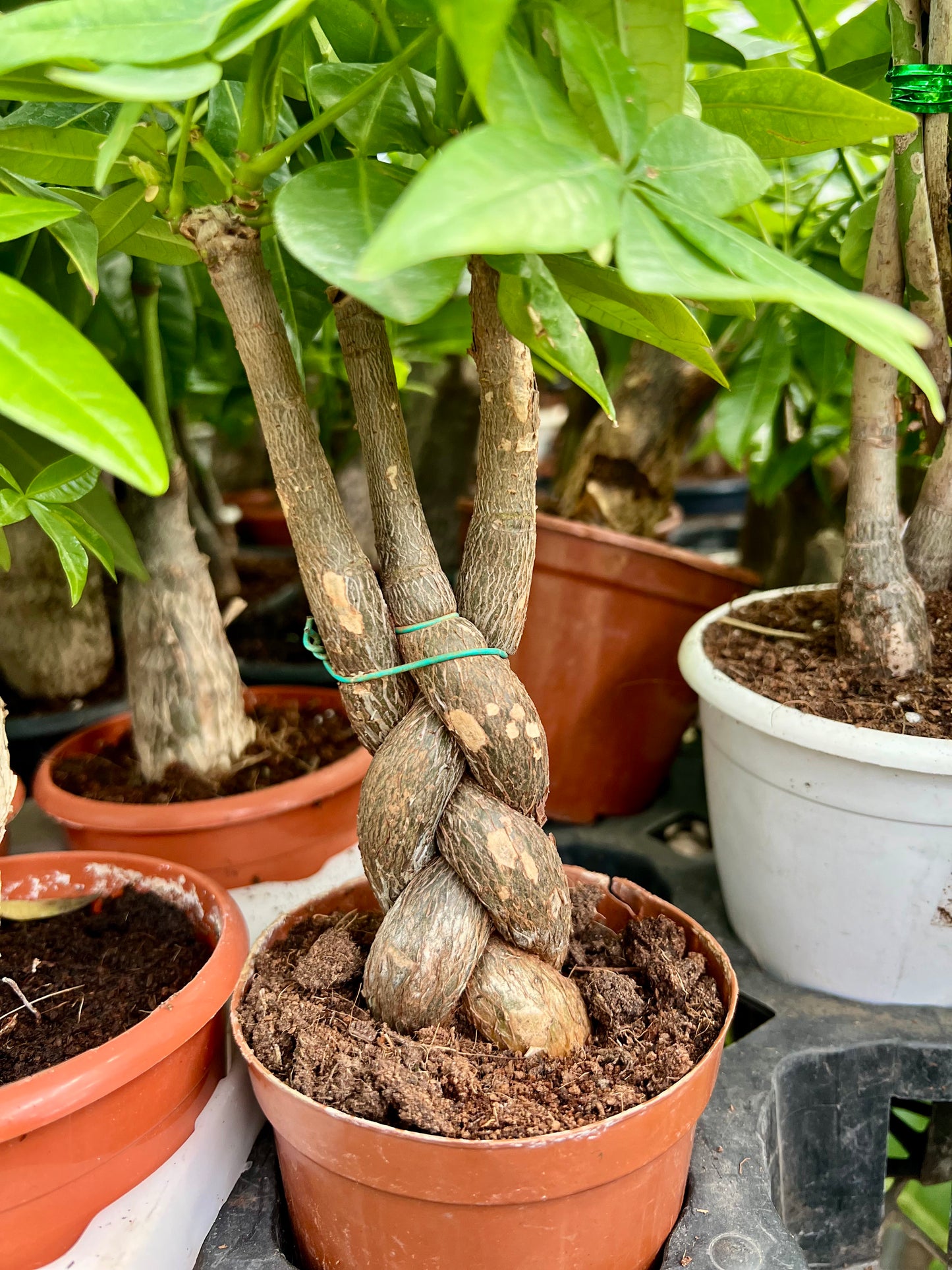 Money Tree
