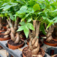 Money Tree