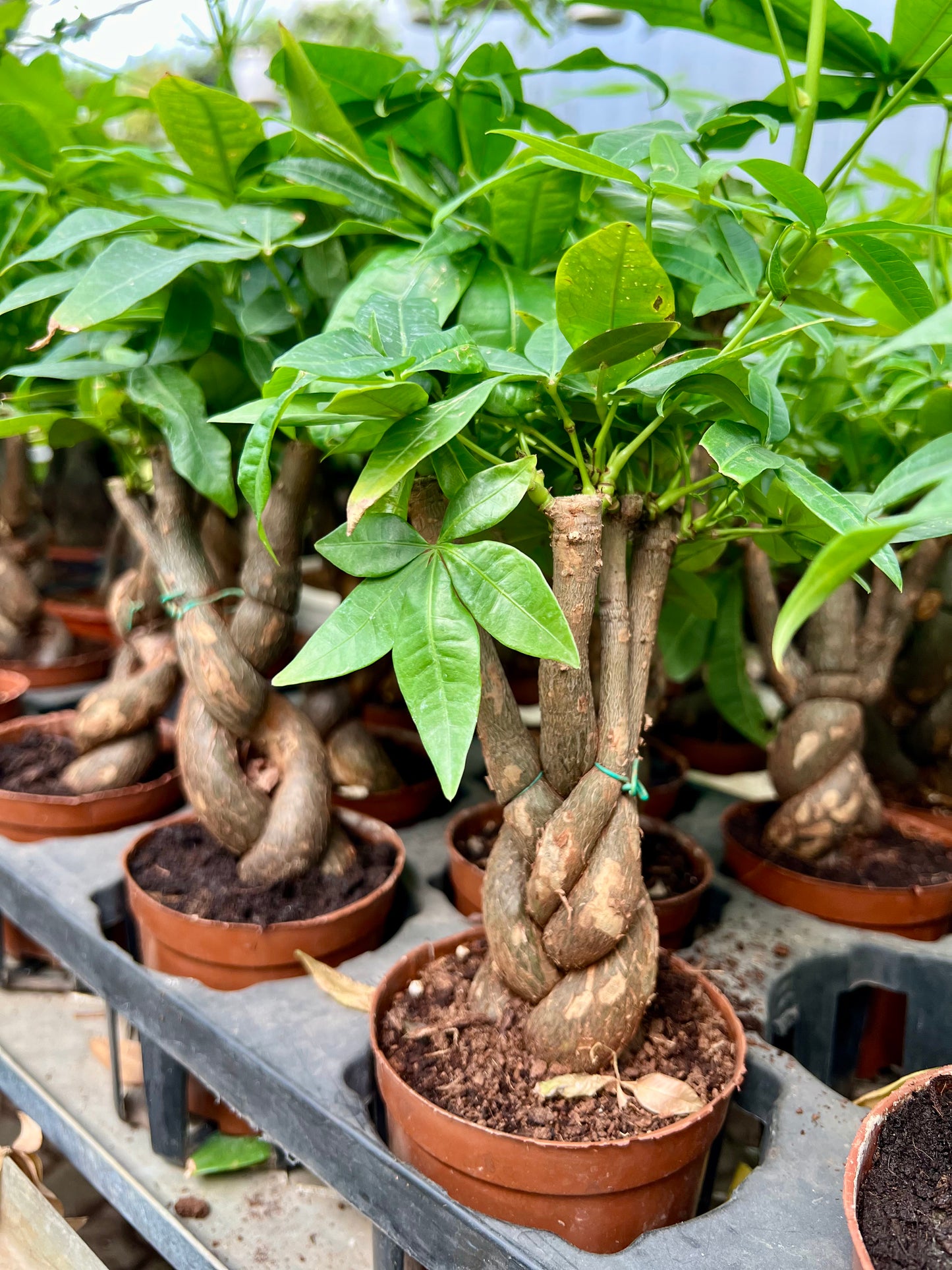 Money Tree