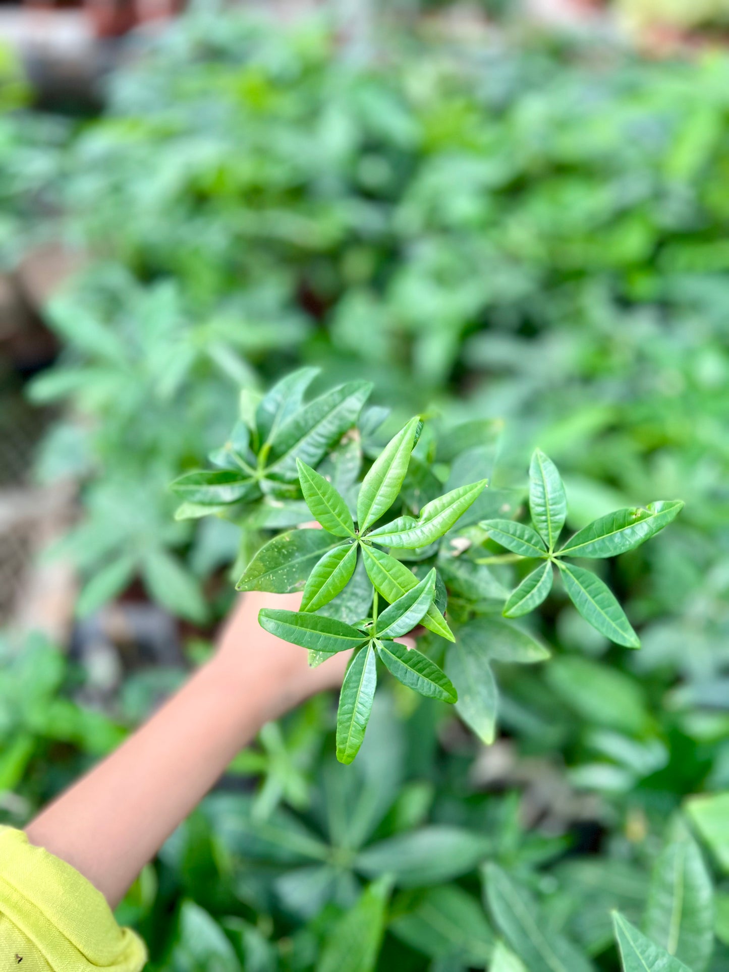 Money Tree