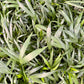Arcea palm