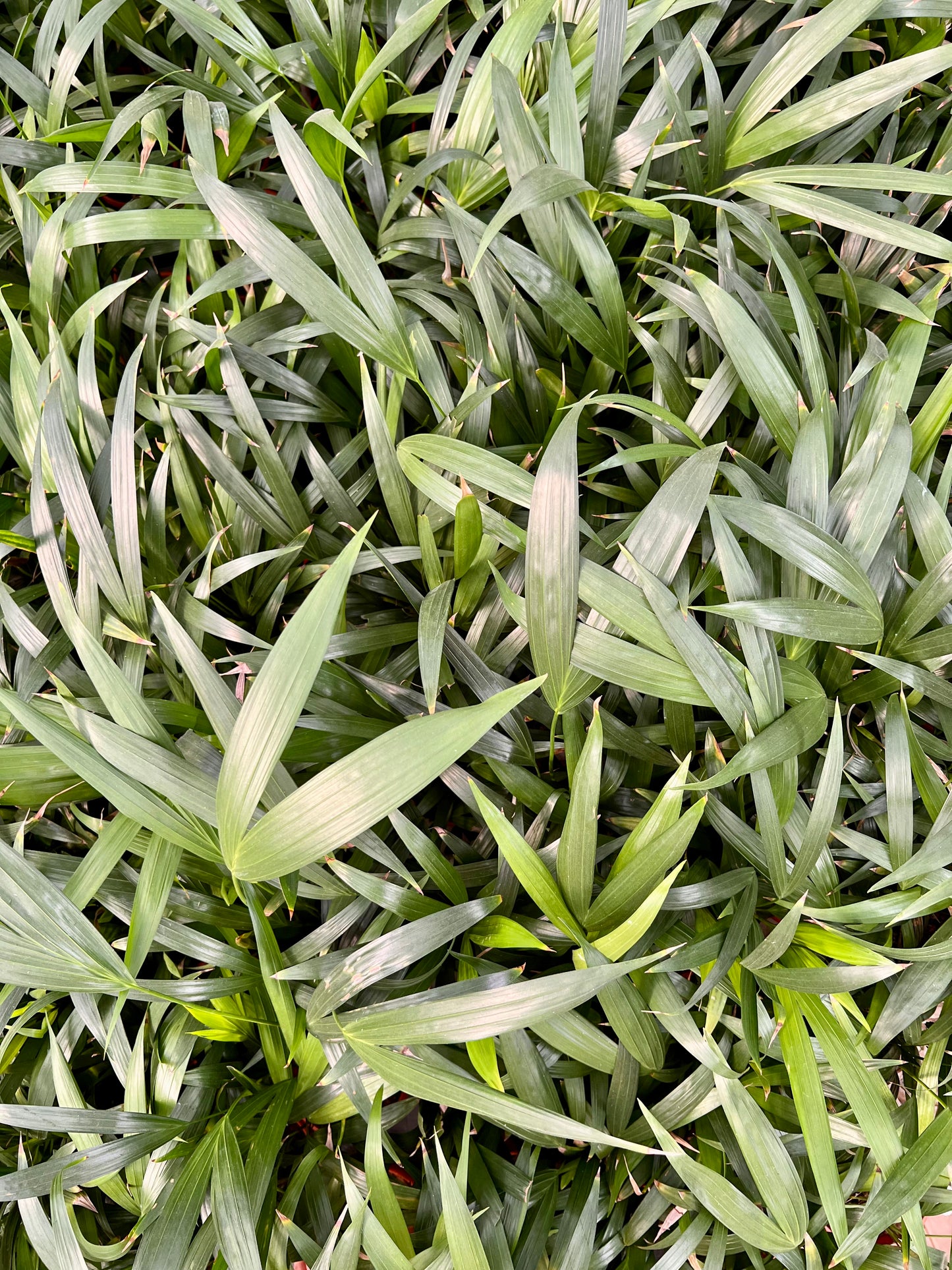Arcea palm