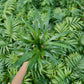 Arcea palm