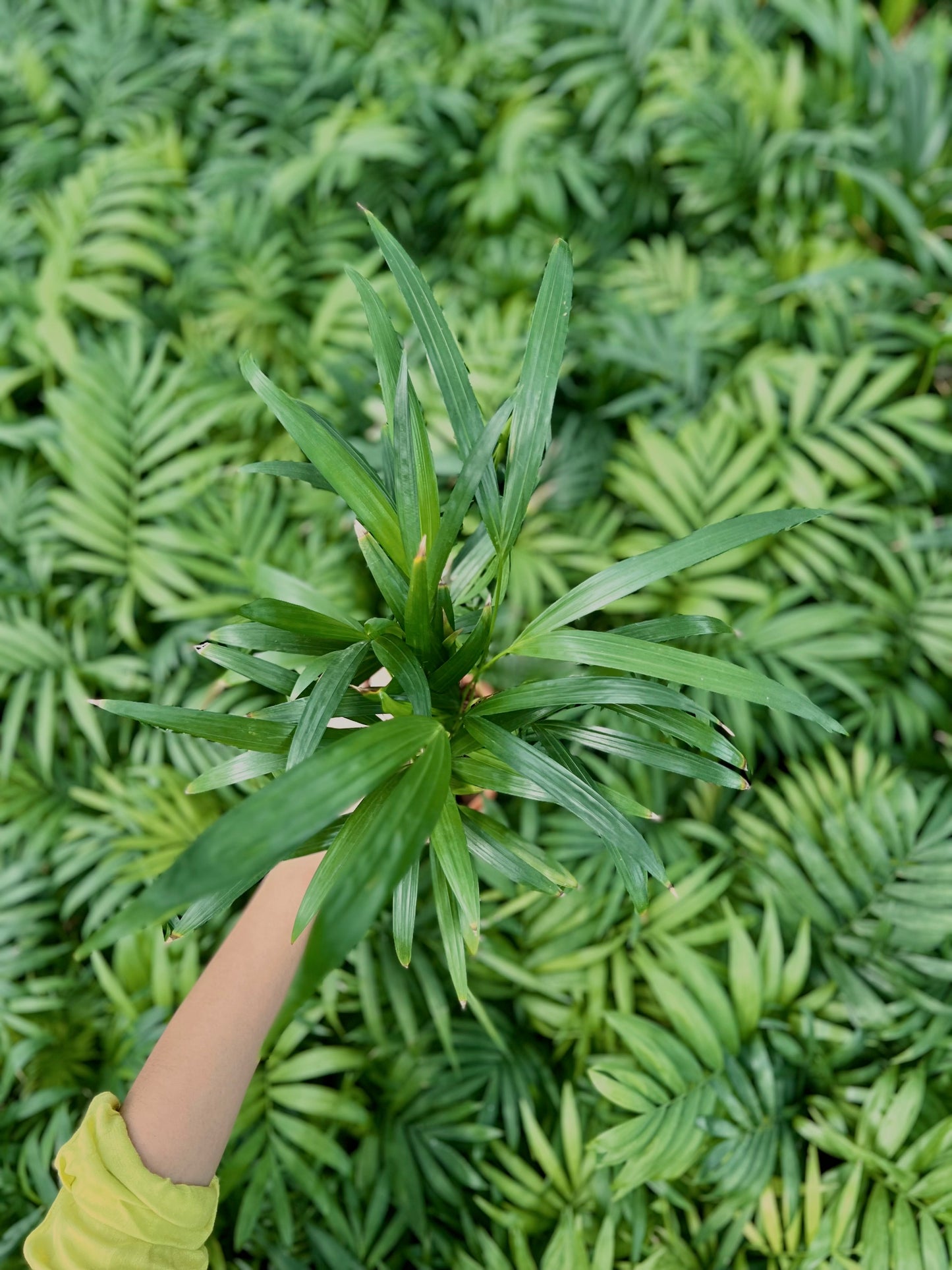 Arcea palm