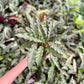 Calathea Furry Feather