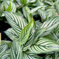 Calathea Viatta