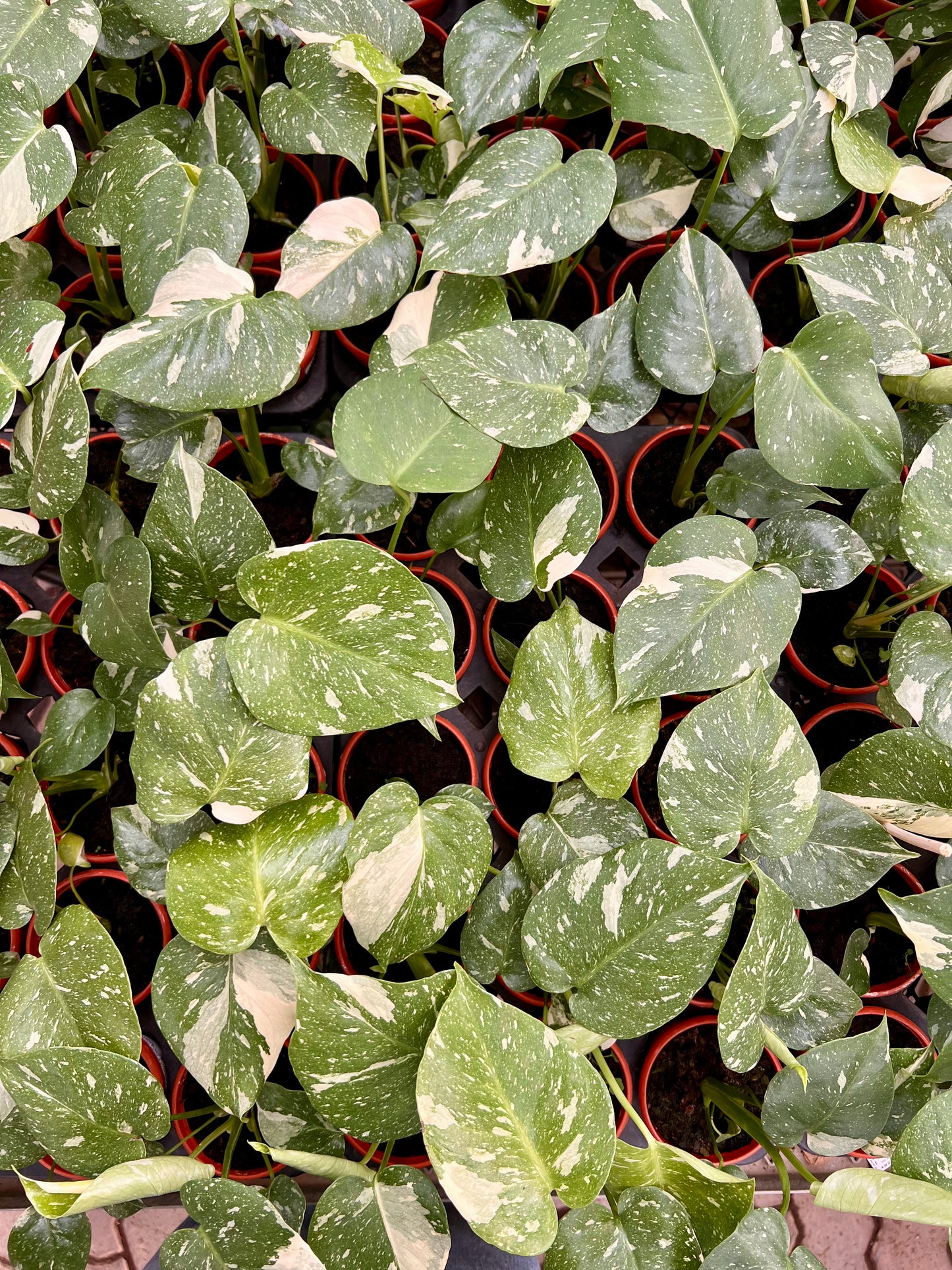Varigated Monstera