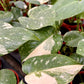 Varigated Monstera
