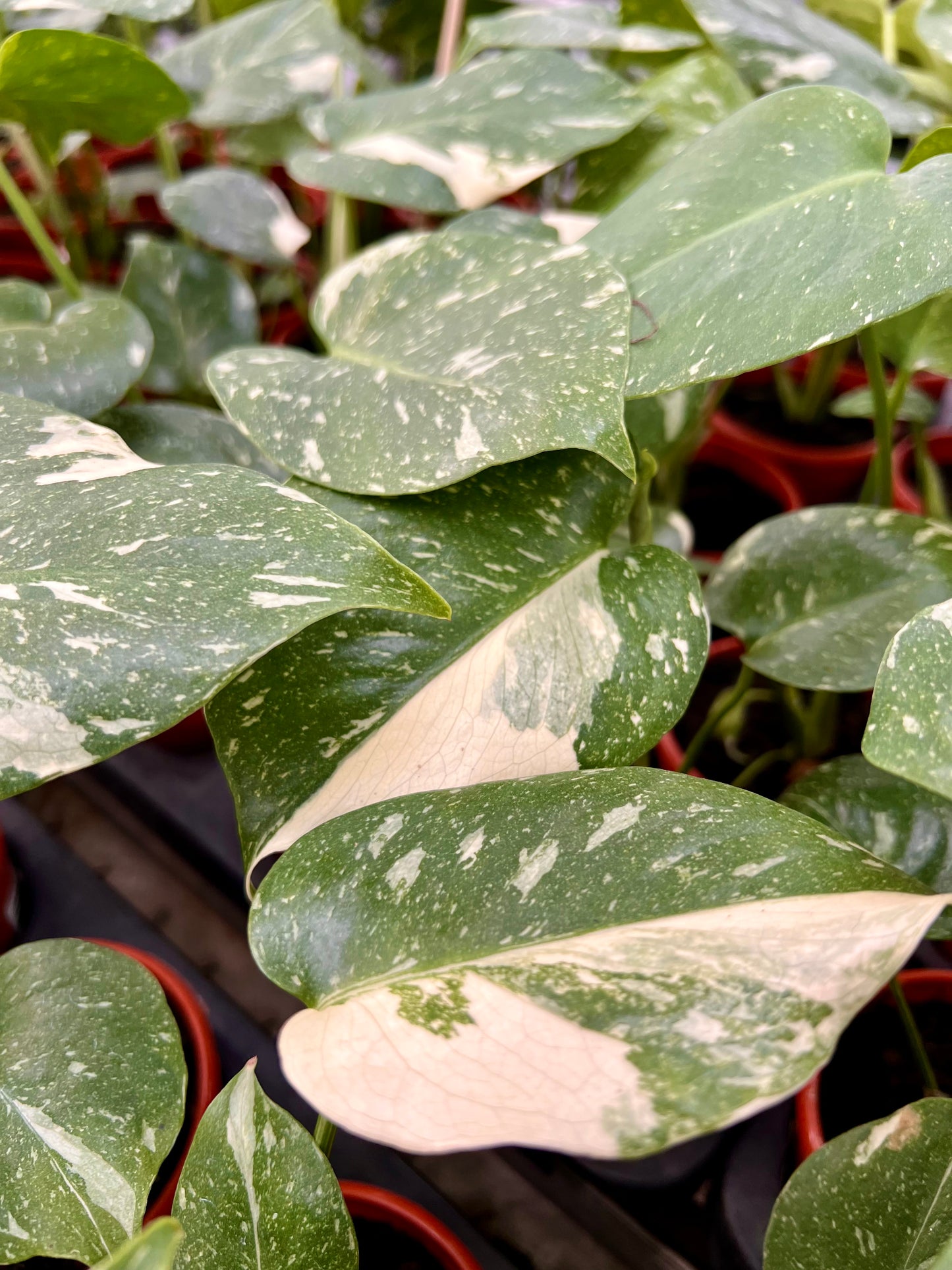 Varigated Monstera