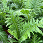 Fern Palm
