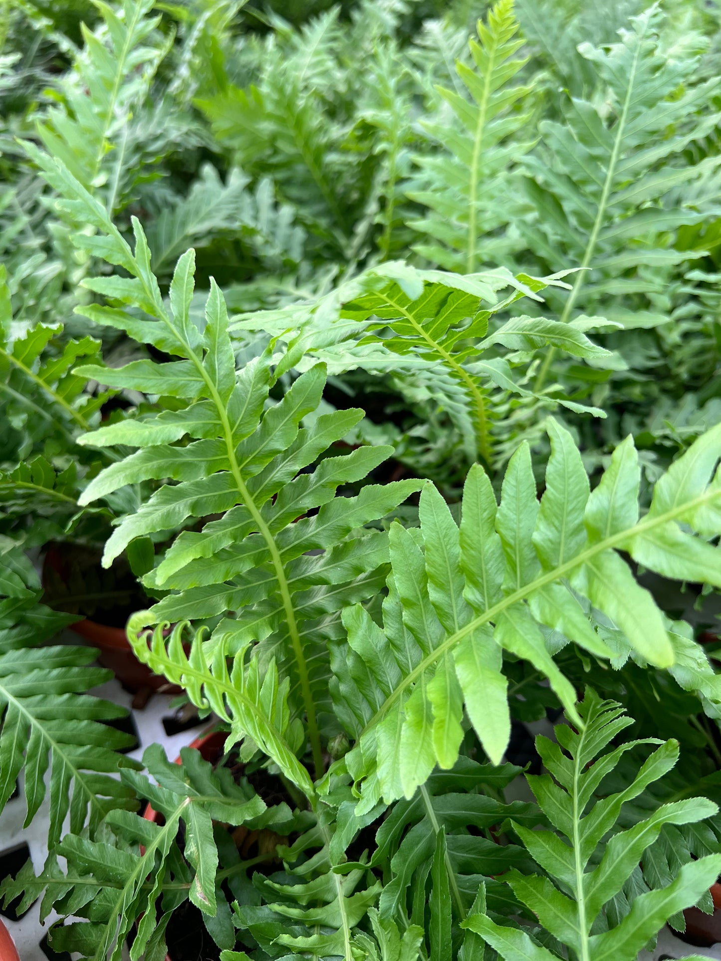 Fern Palm