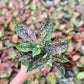 Anglaonema Pink Dalmation