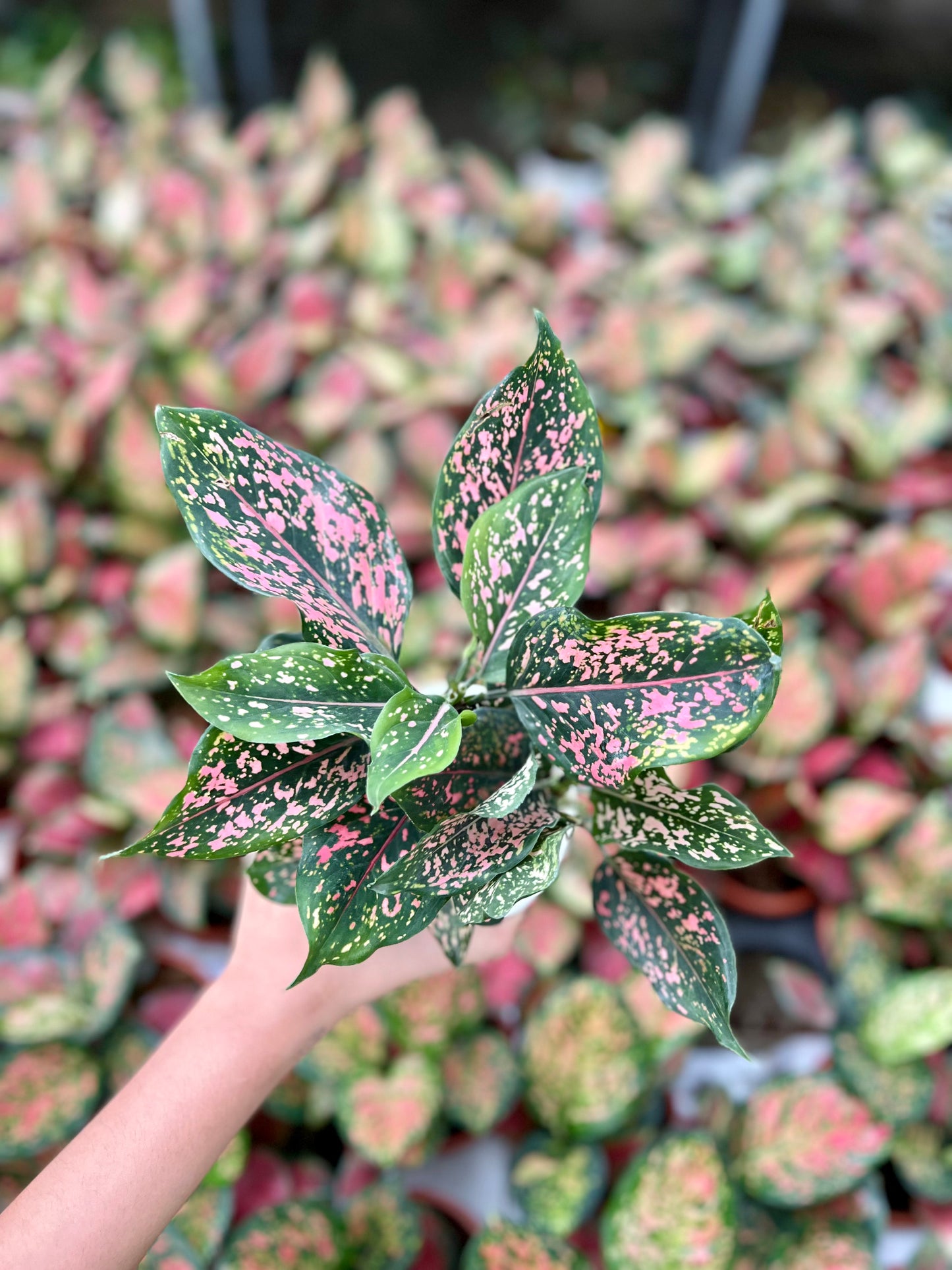 Anglaonema Pink Dalmation