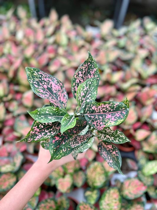 Anglaonema Pink Dalmation