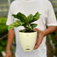 Calathea Freddie