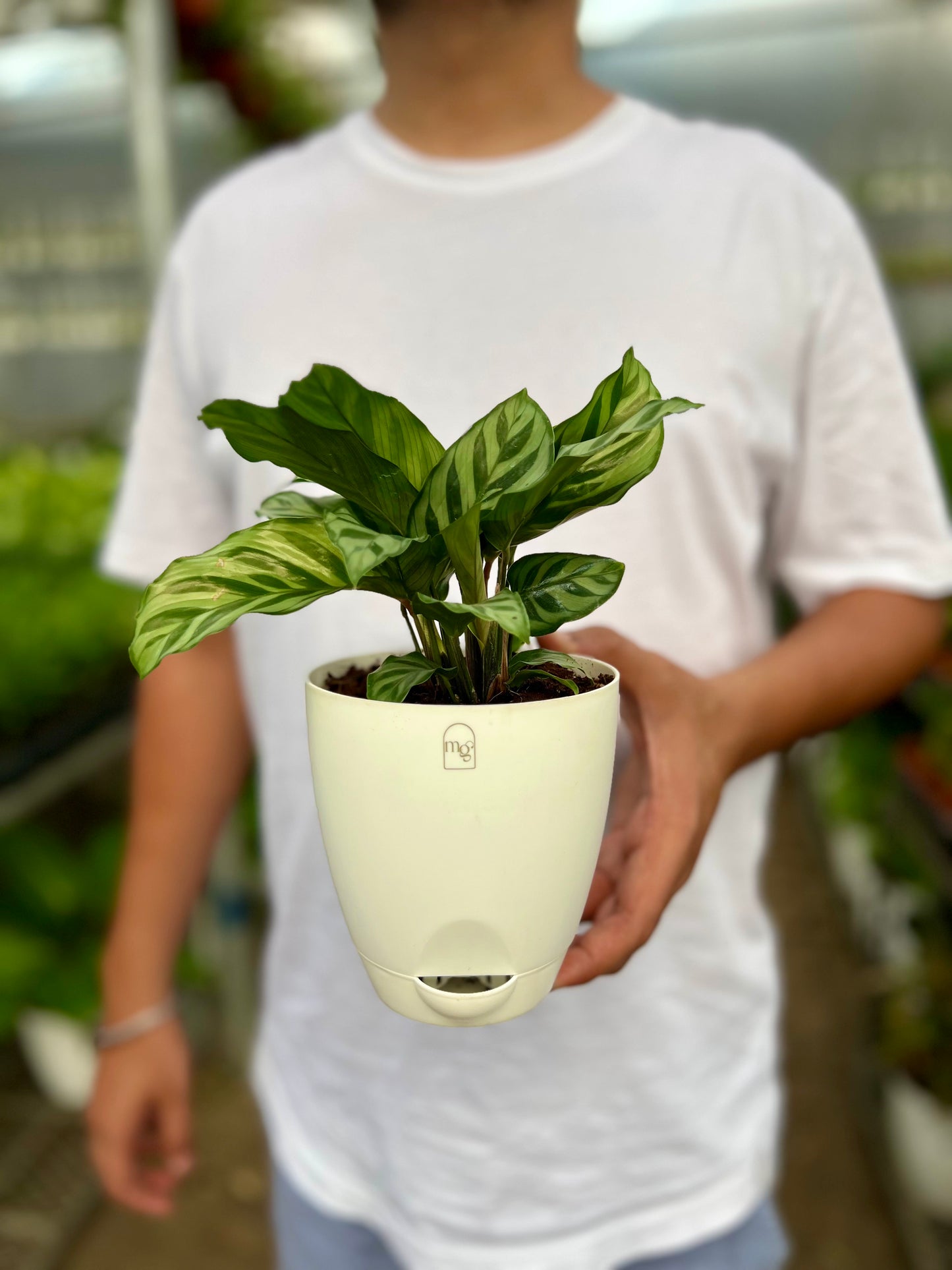 Calathea Freddie
