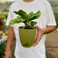 Calathea Freddie
