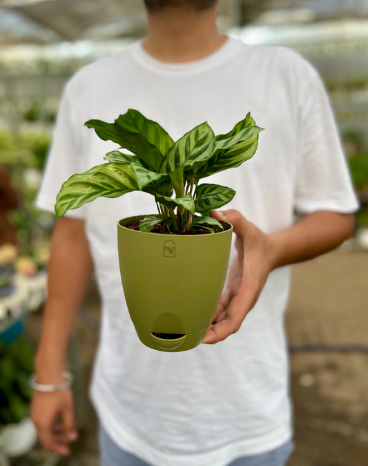 Calathea Freddie