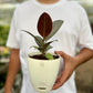 Rubber Tree