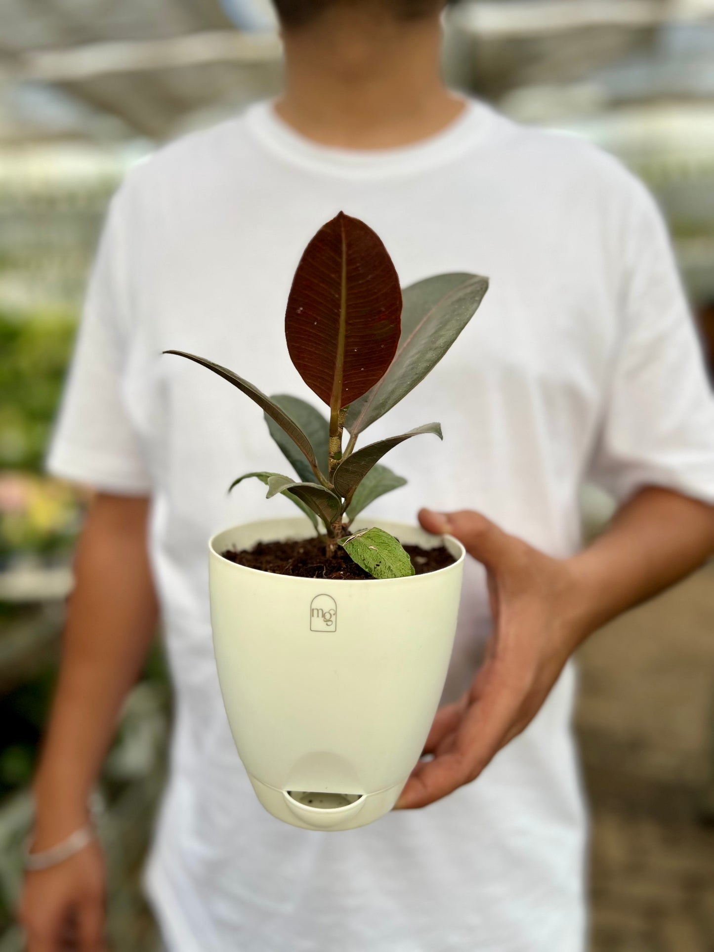 Rubber Tree