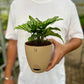Calathea Freddie