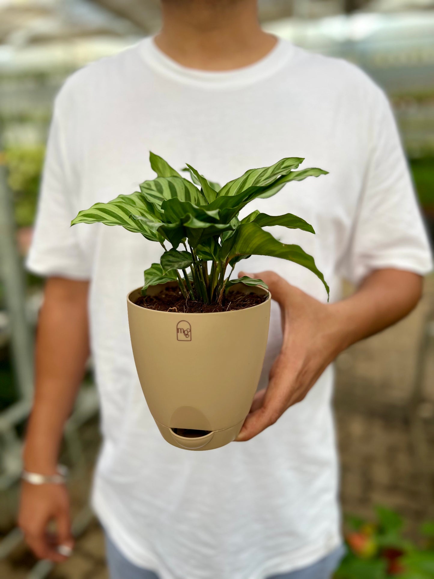 Calathea Freddie