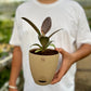 Rubber Tree