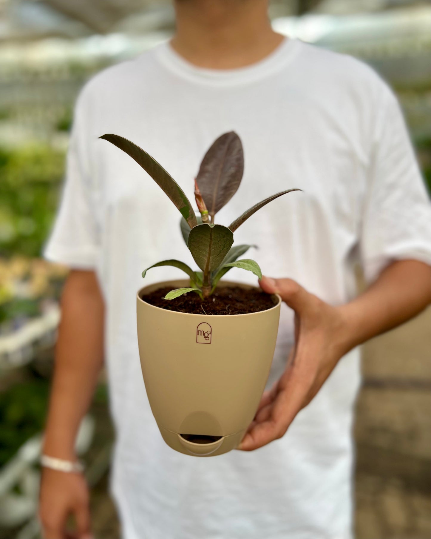 Rubber Tree