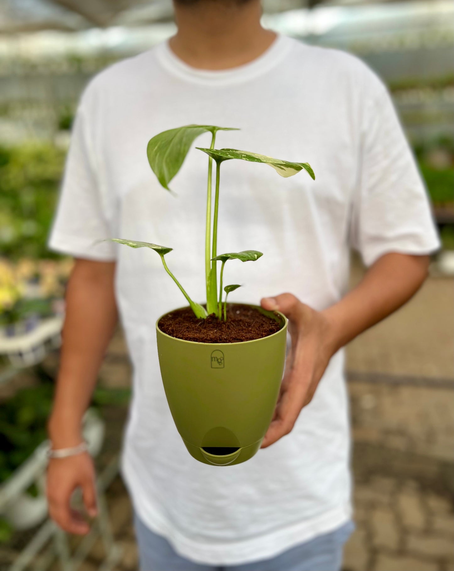 Varigated Monstera