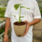 Varigated Monstera