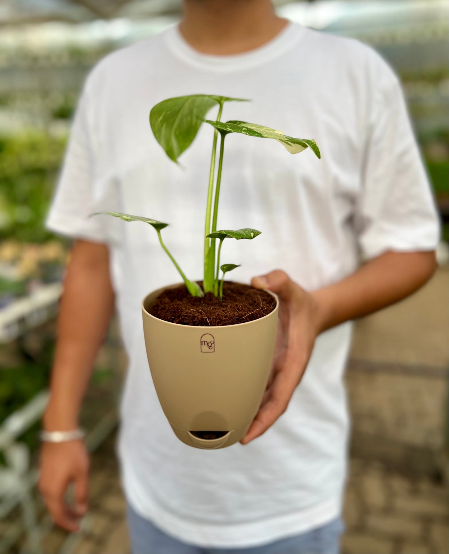 Varigated Monstera