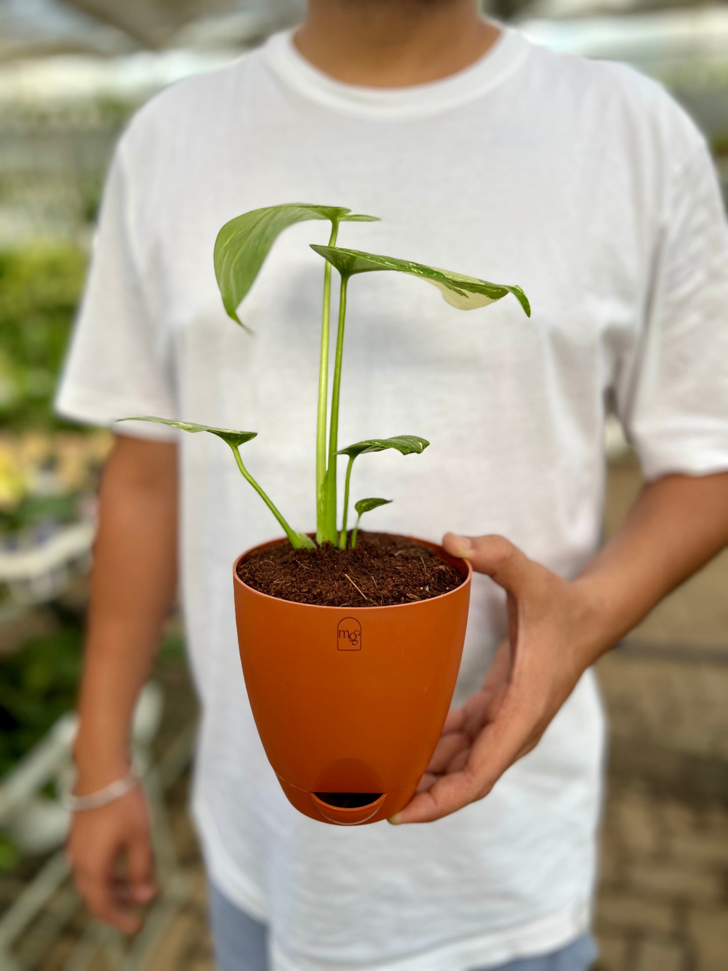 Varigated Monstera