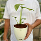 Varigated Monstera