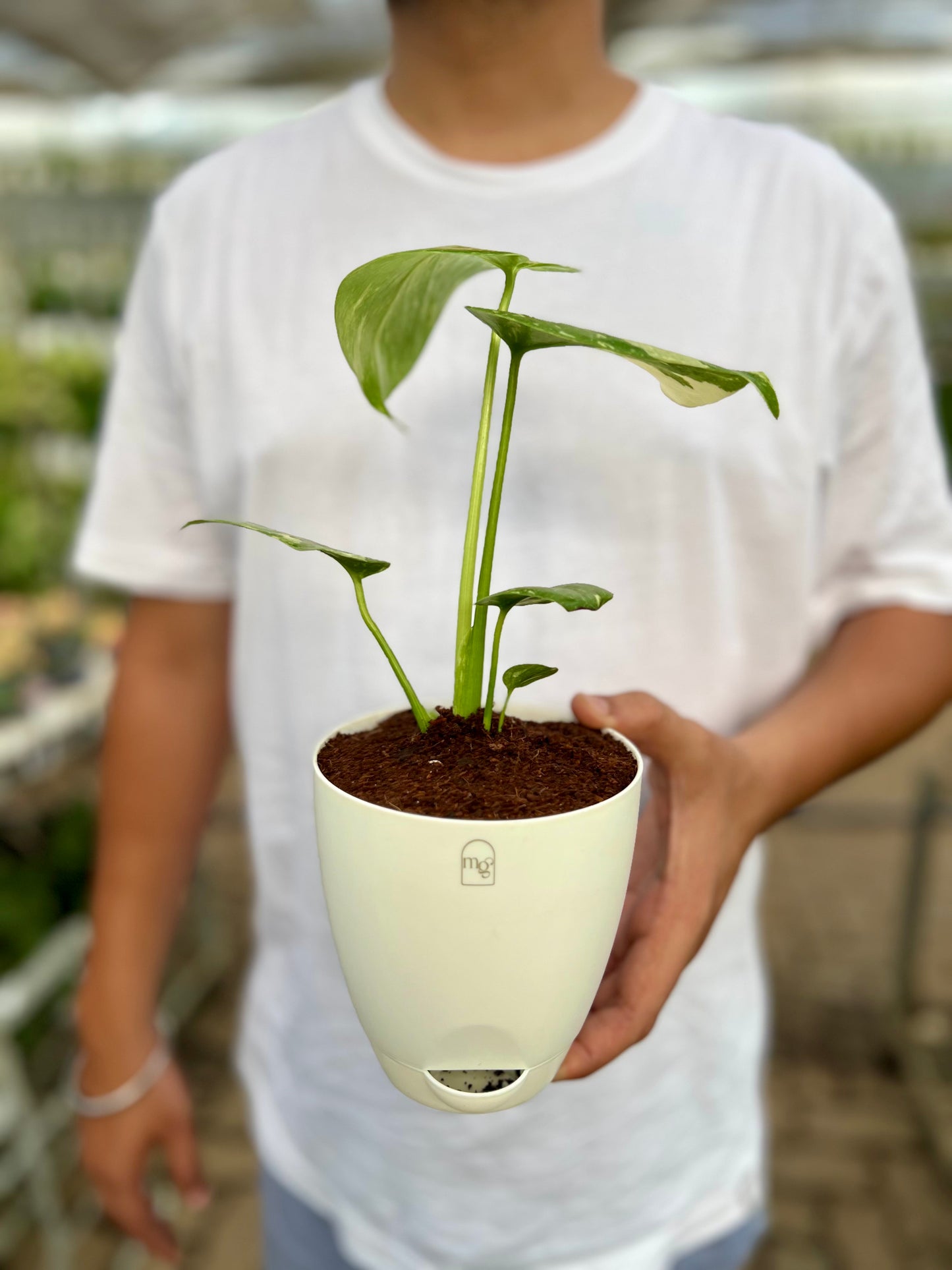 Varigated Monstera