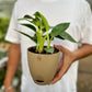 Philodendron Birkins