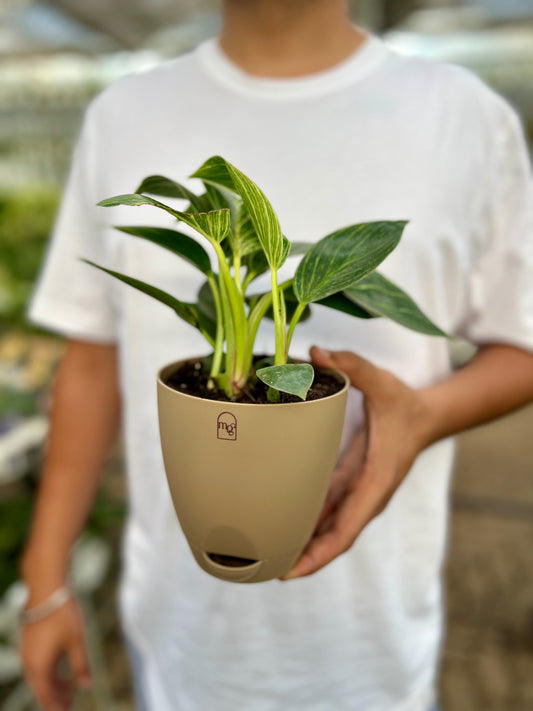 Philodendron Birkins