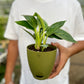 Philodendron Birkins