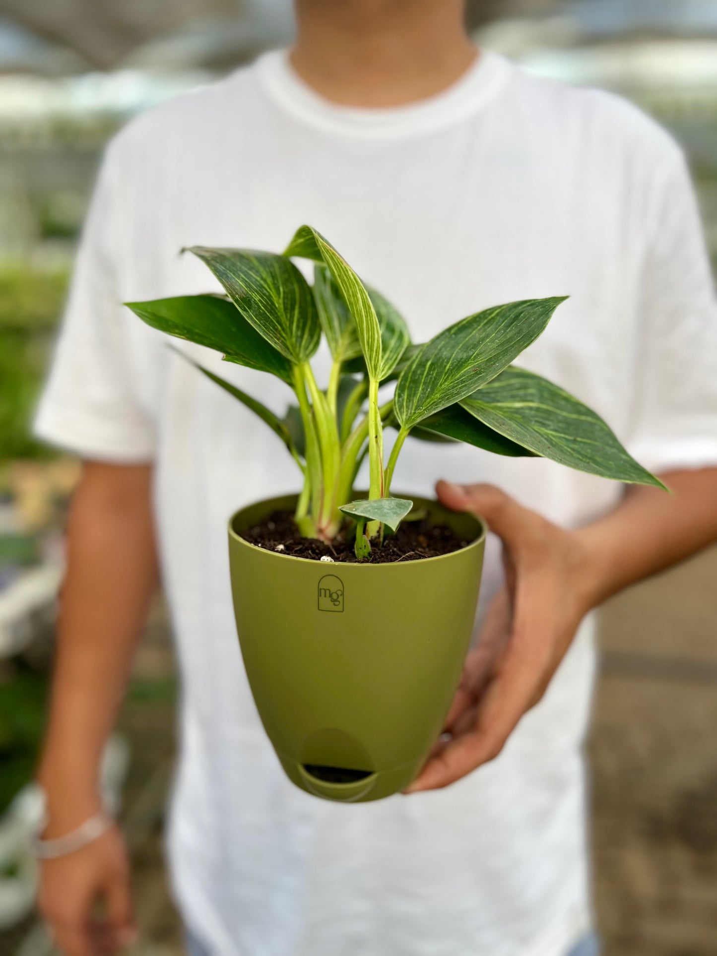 Philodendron Birkins