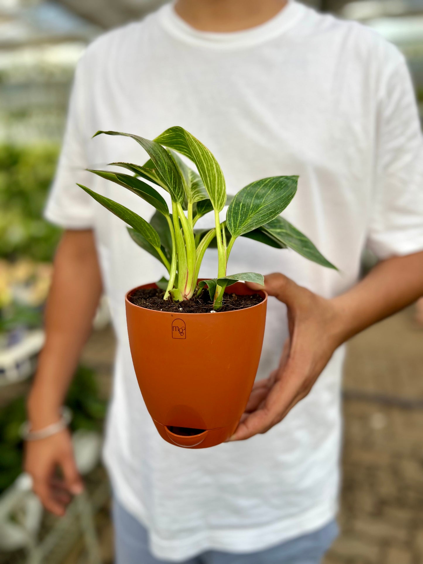 Philodendron Birkins