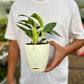 Philodendron Birkins