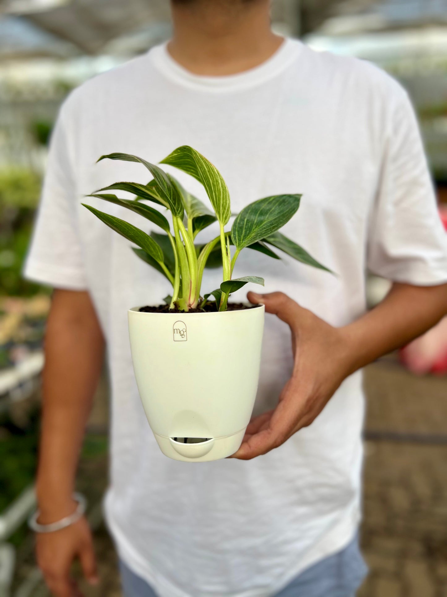 Philodendron Birkins