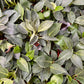Philodendron Birkins