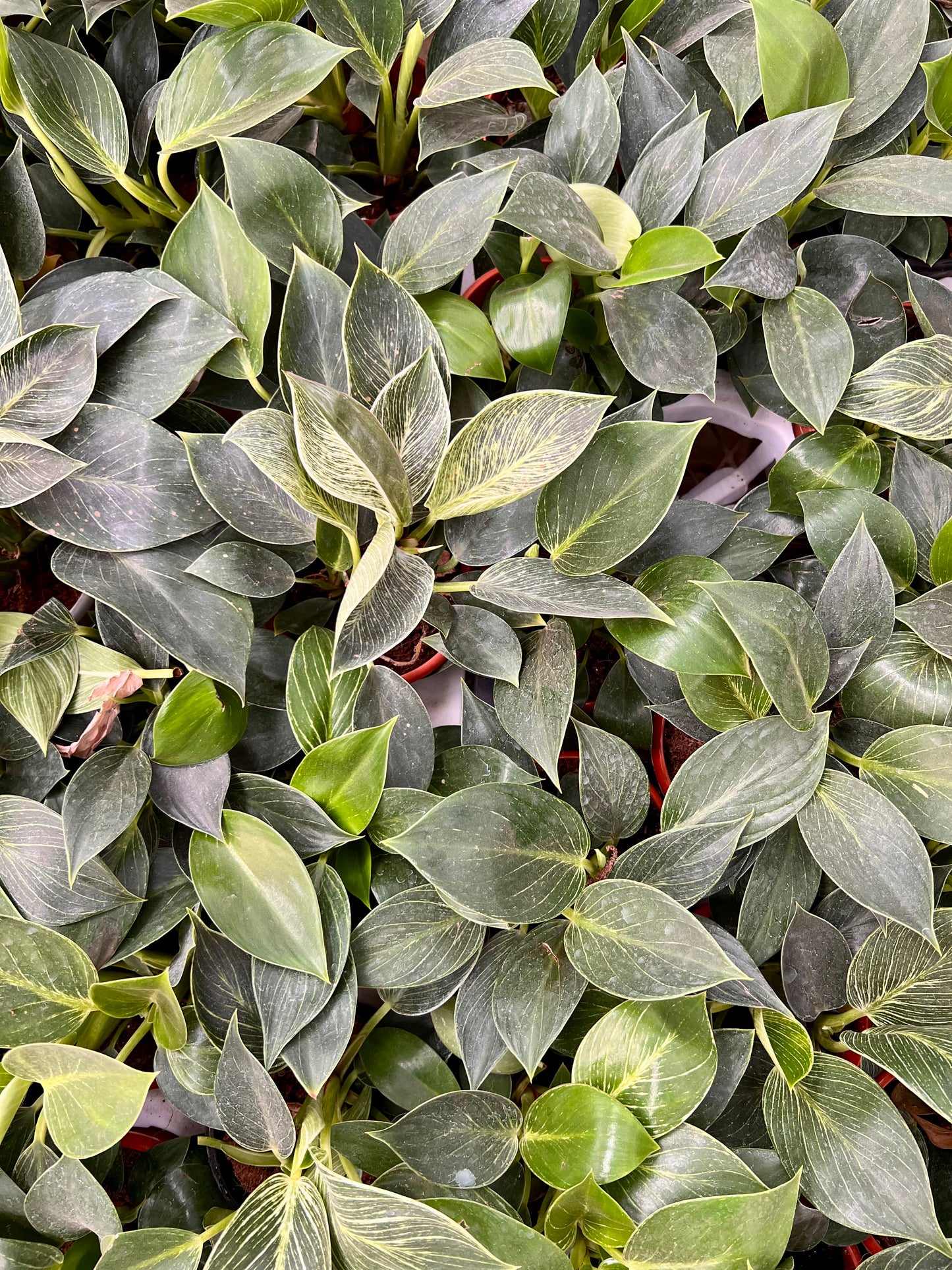Philodendron Birkins