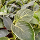 Philodendron Birkins