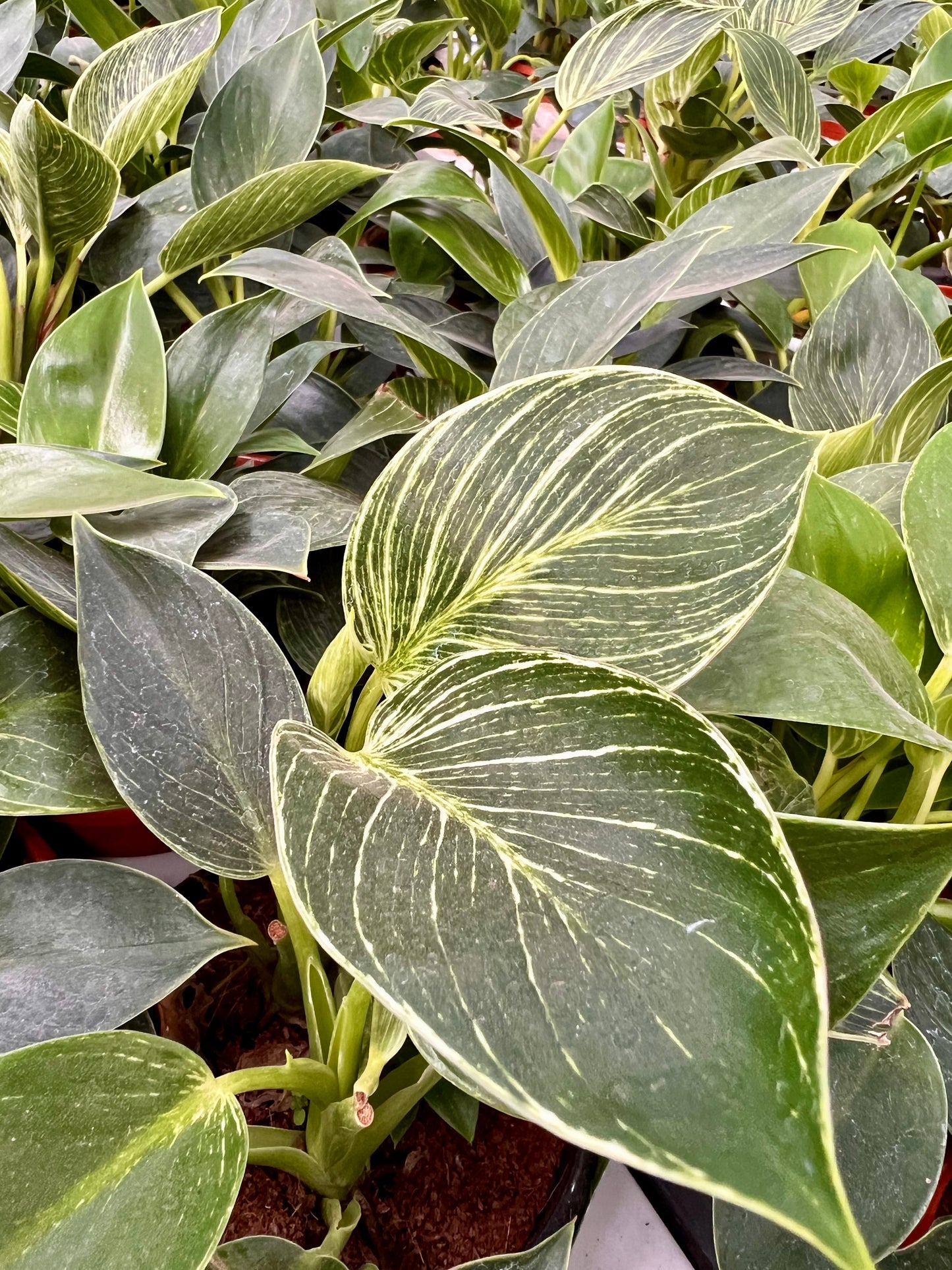 Philodendron Birkins