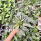 Philodendron Birkins