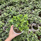 Ficus Microcarpa Bonsai