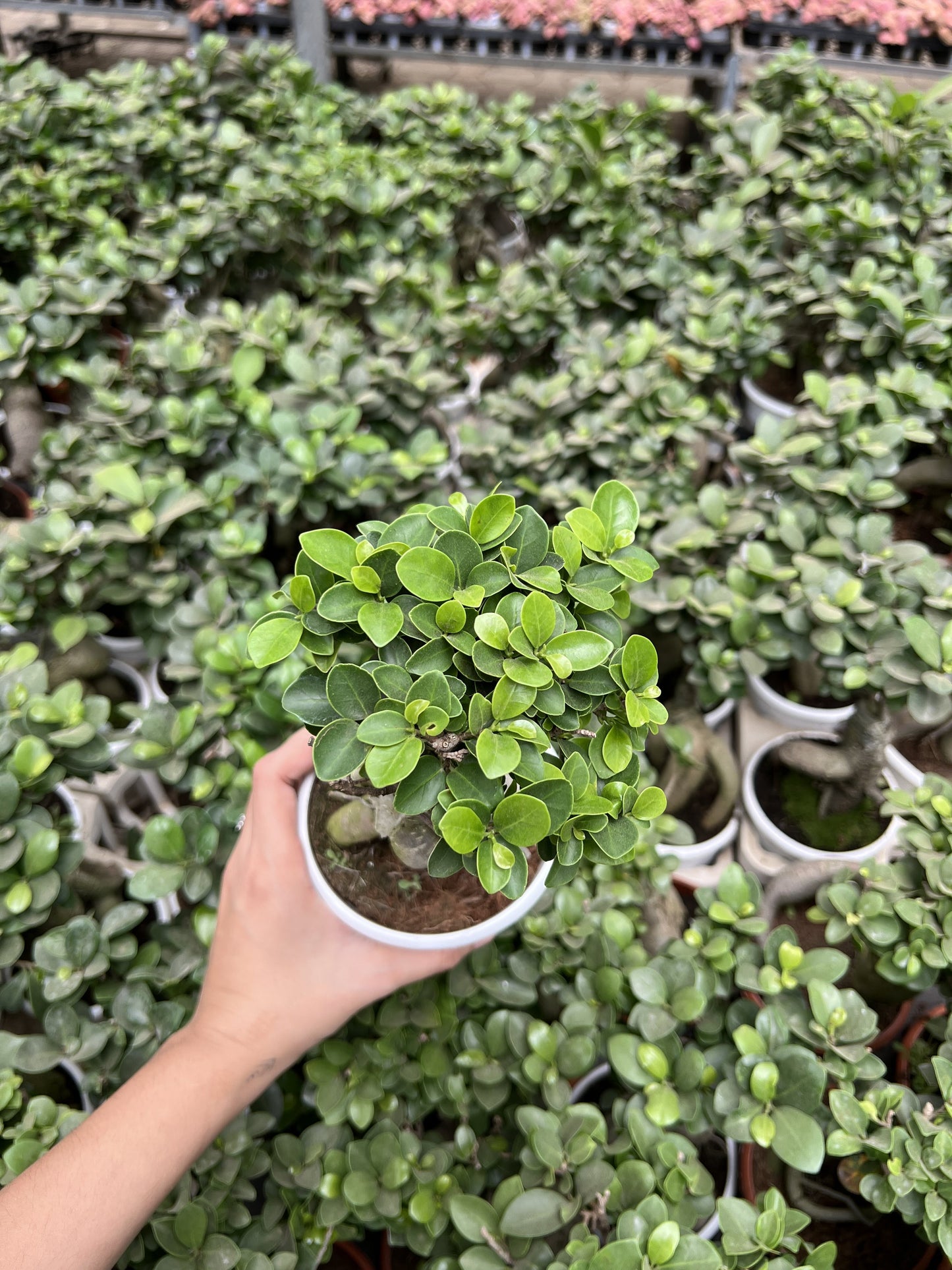 Ficus Microcarpa Bonsai