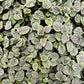 Peperonima Caperata